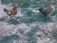 Chickens — zdjęcie 1