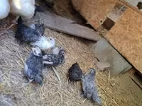 Chickens — photo 4