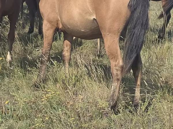 Stute, Mugalzhar horse