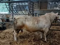 Bika, Charolais cattle — 2. fotó
