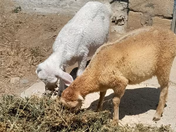Sheep (batch, sex not specified), Sheep
