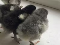 Chickens — zdjęcie 2