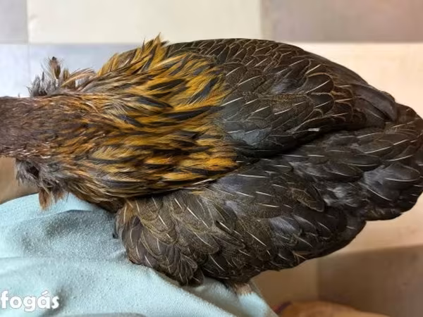 Araucana