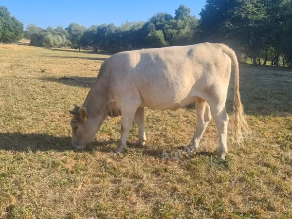 Vaca, Simmental cattle