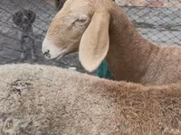 Qoyun, Arashan sheep — foto 5