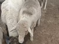 Kos, Merino sheep — 3. fotó