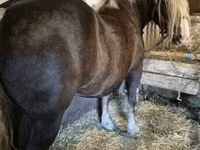 母马, Horses — 照片 4