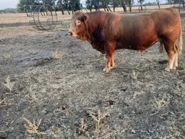 Bika, Limousin tehén — Magyarország