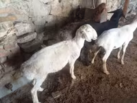 公羊, Rhon sheep — 照片 2