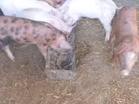 公猪, Pigs — 照片 4