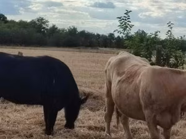Tehén, Aberdeen-Angus