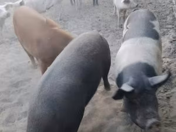 母猪, Pigs