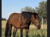 Jument, Nonius horse — photo 5