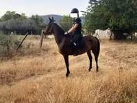 Jument, Chevaux — photo 1