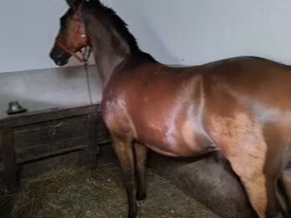 Horse (M), Hungarian horse breed — Hungary
