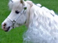 Kanca, Miniature horse — 2. fotó