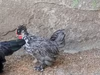 Chickens — foto 2