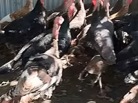 Turkeys — الصورة 3