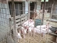 猪（批次，未指定性别）, Pigs — 照片 5