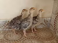 برونز — الصورة 2