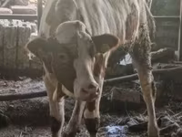 بقرة, Russian Black pied cattle — الصورة 3