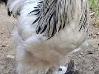 براهما — الصورة 1
