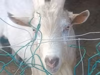 母山羊, Goats — 照片 5