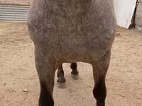 Айғыр, Appaloosa — 3-сурет