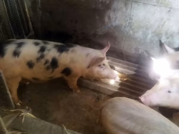 Pigs (batch, sex not specified), Pigs