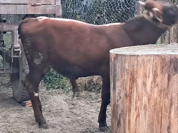 Bika, Szarvasmarhák