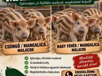 母猪, Мангалица — 照片 1