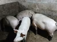 Sow, Pigs — photo 4