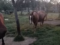 घोड़ी, घोड़े — फ़ोटो 4
