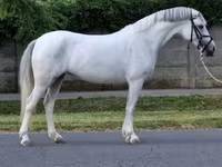 Mare, Horses — photo 3