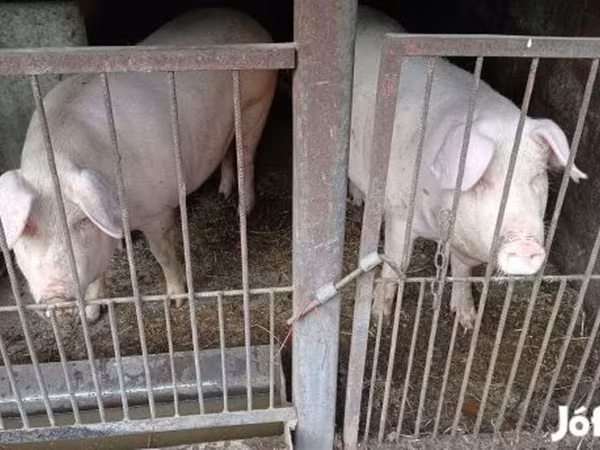 Disznók (tétel, nem megadva),  — Magyarország