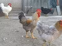 Chickens — 5-сурет