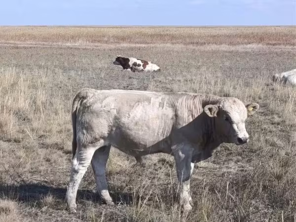 Бык, Коровы