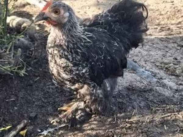 Australorp