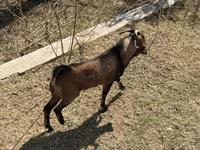 عنزة, Alpine goat — الصورة 4