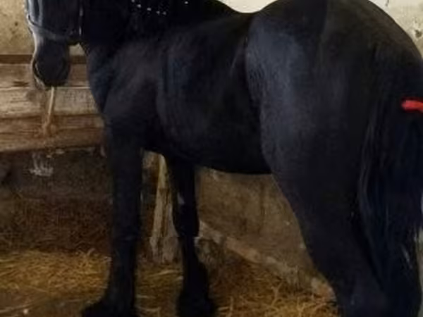 Kůň, Friesian — Maďarsko