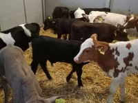 Bovinos (lote, sexo no especificado), Ganado vacuno — foto 7