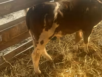 Taureau, Simmental cattle — photo 1