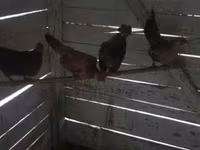Chickens — 1-сурет