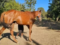 Kanca, Arabian horse — 2. fotó