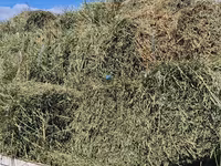 Balot de lucernă — الصورة 1