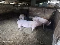 Süldőanya, Крупная белая — 3. fotó