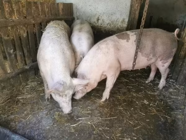 Porca, Дюрок