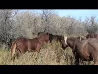 Caballo, Caballos — foto 6