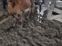 Bode, Cabras — foto 2