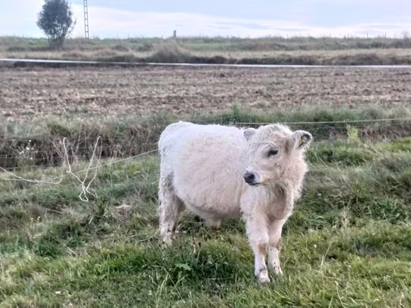 Touro, Vaca Galloway